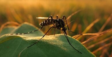 caracrteristicas mosquito tigre