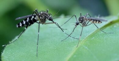mosquito tigre y mosquito normal