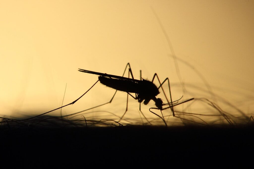 curiosidades mosquito tigre