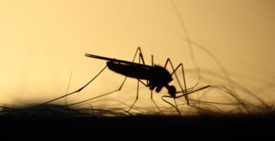 curiosidades mosquito tigre