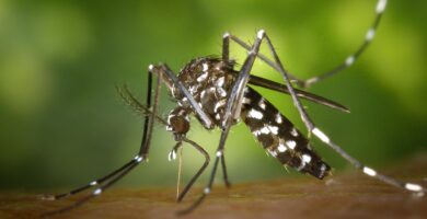 nombre del mosquito tigre