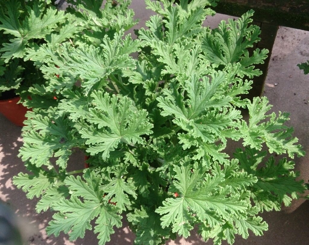 citronela