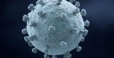 Chikungunya virus