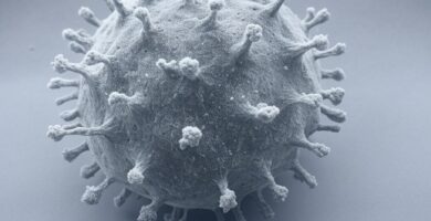 virus zyka