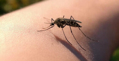 picadura mosquito tigre