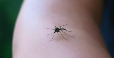 mosquito picando