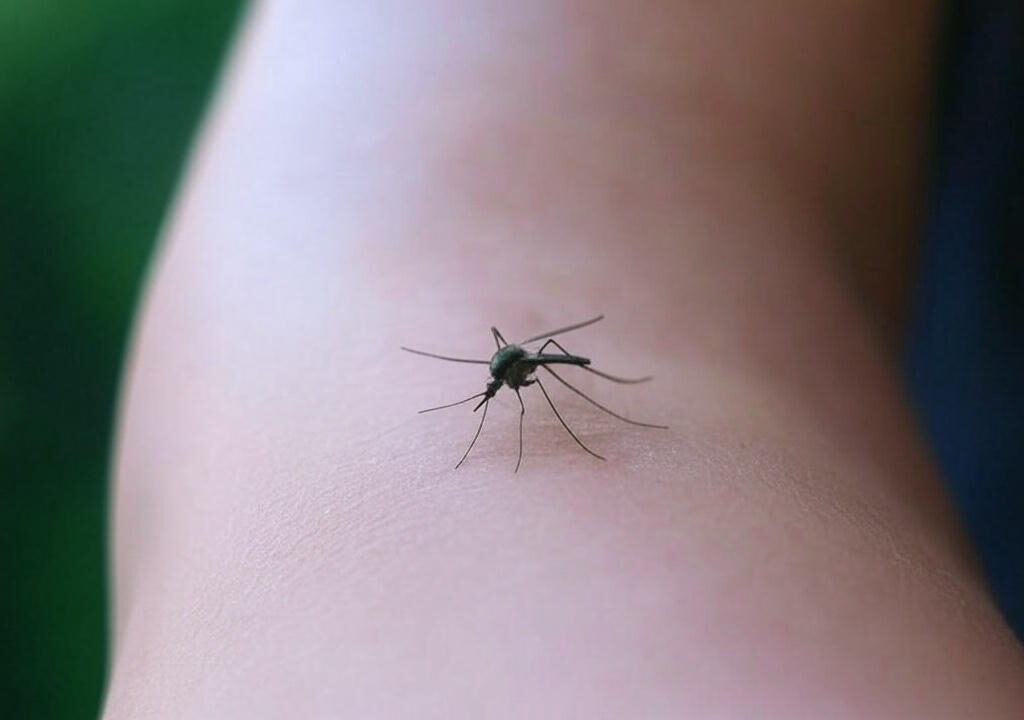 mosquito picando