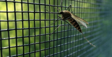 mosquitos mosquitera