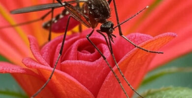 mosquito tigre polinizador
