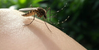 mosquito tigre picando pierna